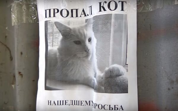 Видео из России с объявлением о пропаже кота и оптической иллюзией стало вирусным