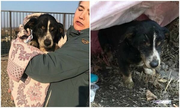 В Приморье похороненный пес выбрался из могилы и пошел к хозяевам