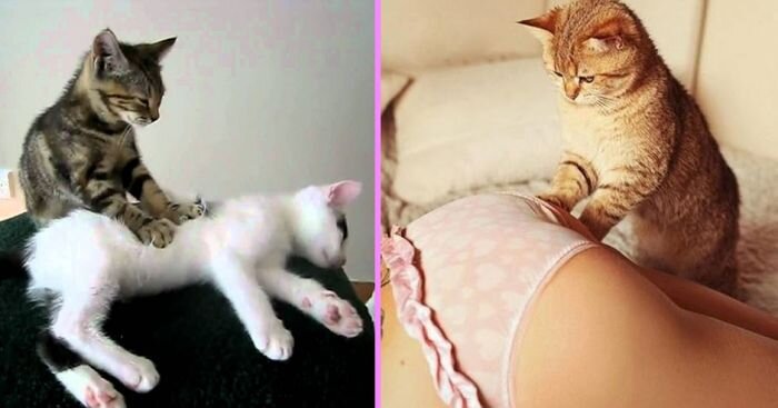 Почему котики топчут нас лапками