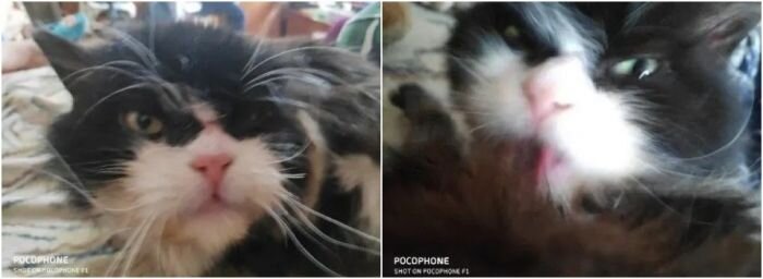 Кота, которого держал сам Владимир Владимирович, продают за 9,5 млн рублей
