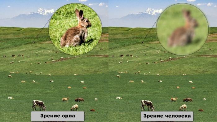 Что же такого в орлиных глазах, что делает их лучшими среди всех животных