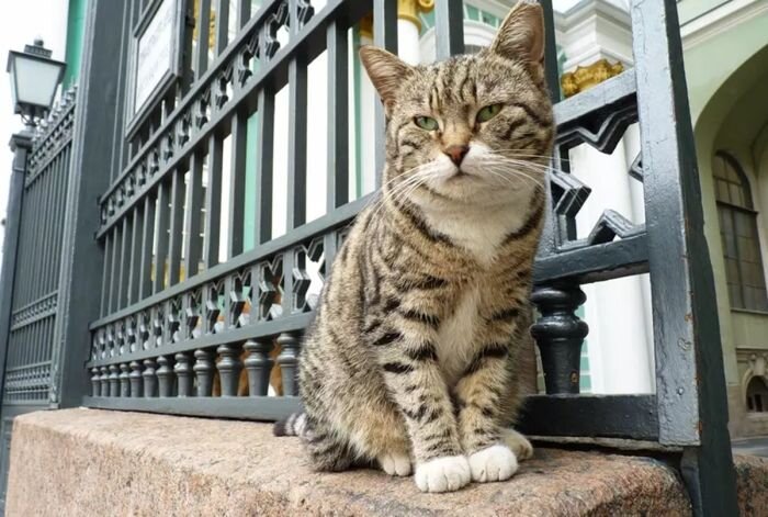 Раскрыто, чем обычная кошка лучше породистой