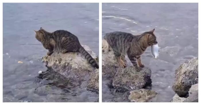 Кота-рыбака застали врасплох