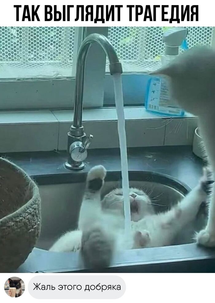 Свежие приколы и юмор
