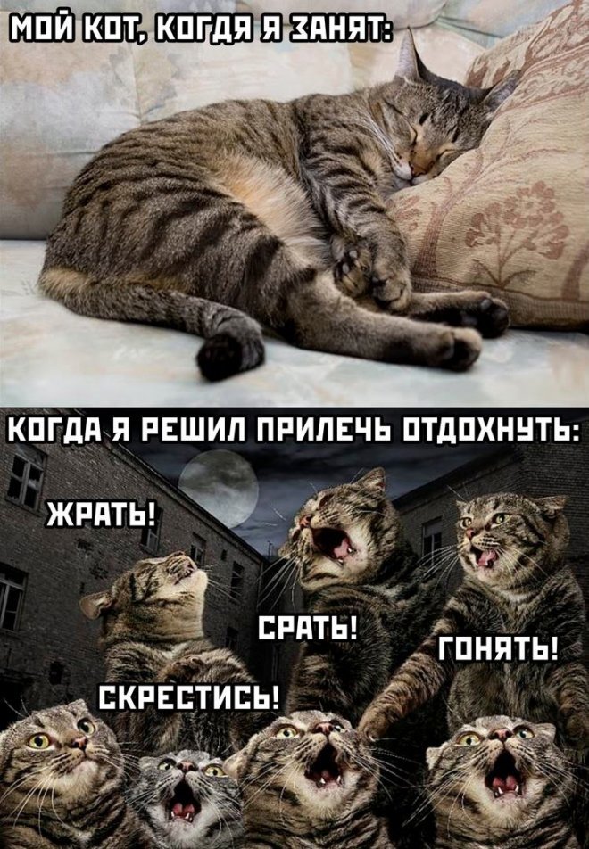 Новые картинки с прикольными надписями
