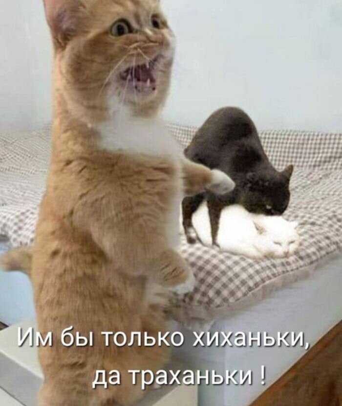 Большая порция юмора в мемах
