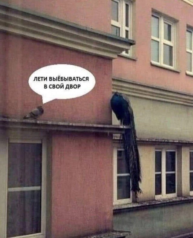 Самые весёлые фото и позитивные картинки