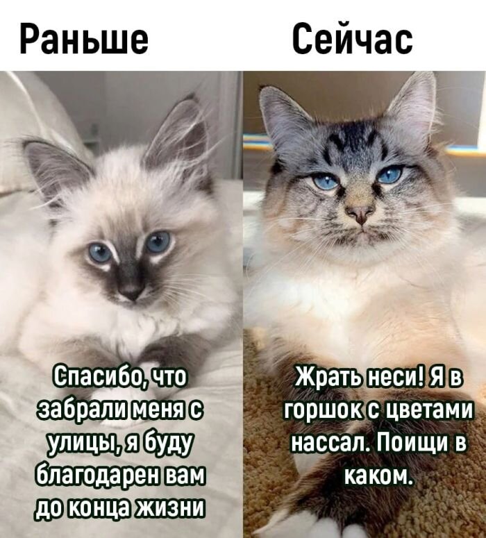 Смешные картинки с надписями и прикольные фото, от которых хочется улыбнуться
