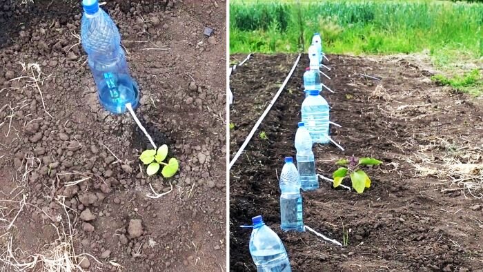 Система капельного полива из пластиковой бутылки