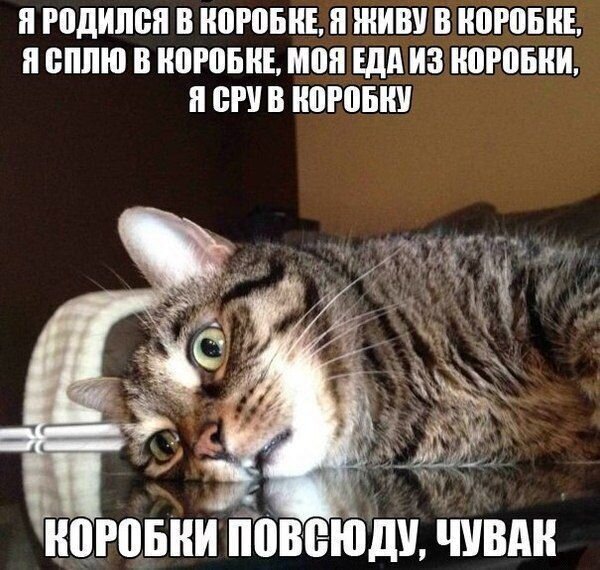 Новые приколы для хорошего настроения
