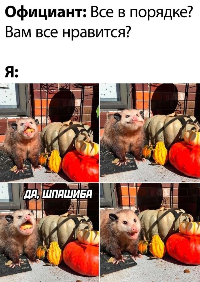 Смешные до слез картинки с надписями