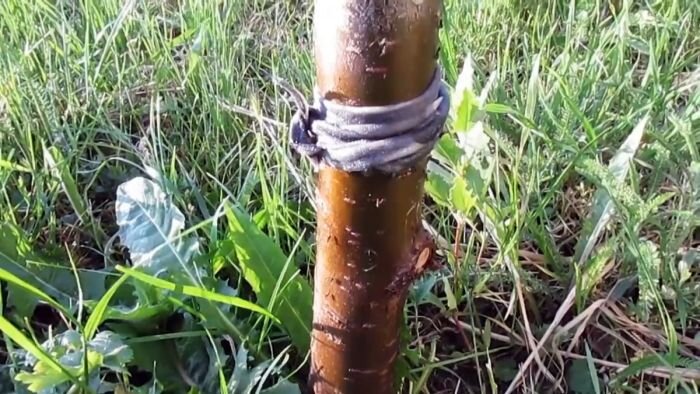 Старый и проверенный способ борьбы с тлей и муравьями на деревьях