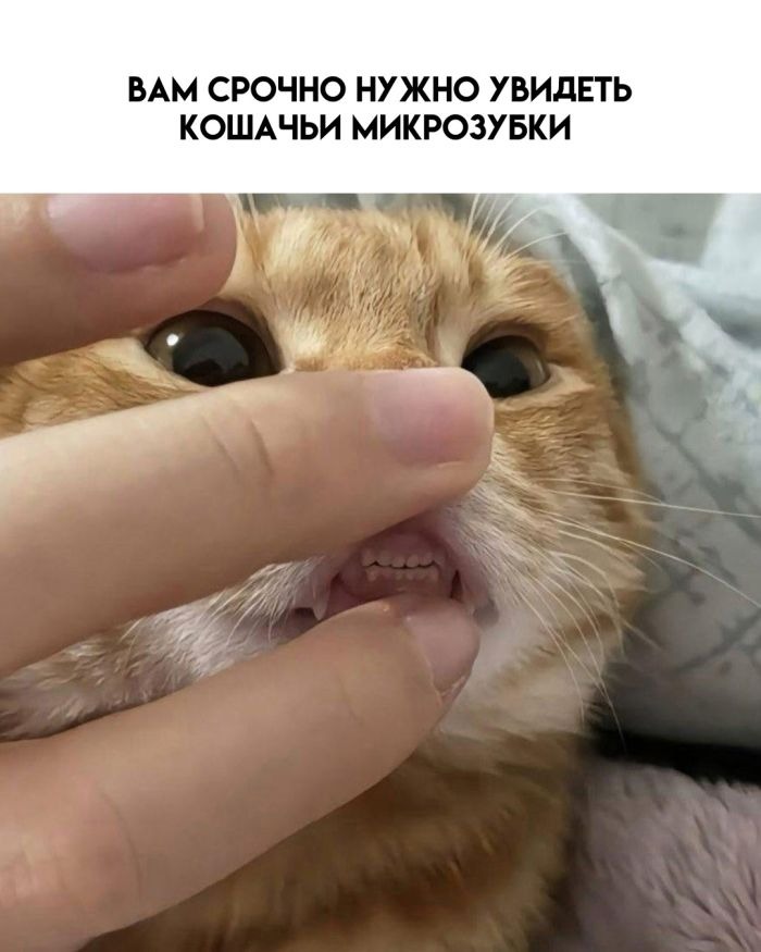 Лучшие приколы - Новые смешные Картинки с Надписями