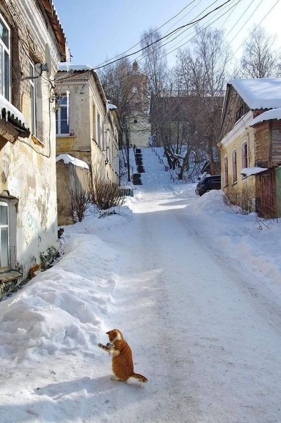 Новые самые смешные фото и мемы из сети