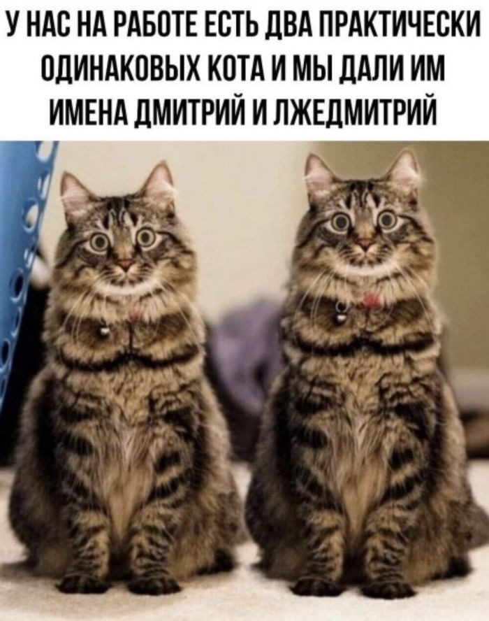 Смешные фото приколы для отличного начала дня