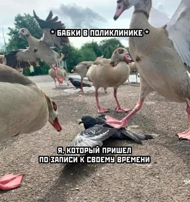 Весёлые и позитивные картинки приколы