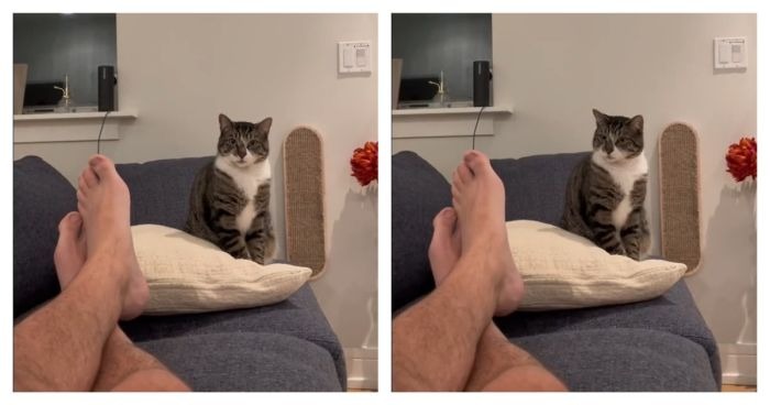Кот и Скука
