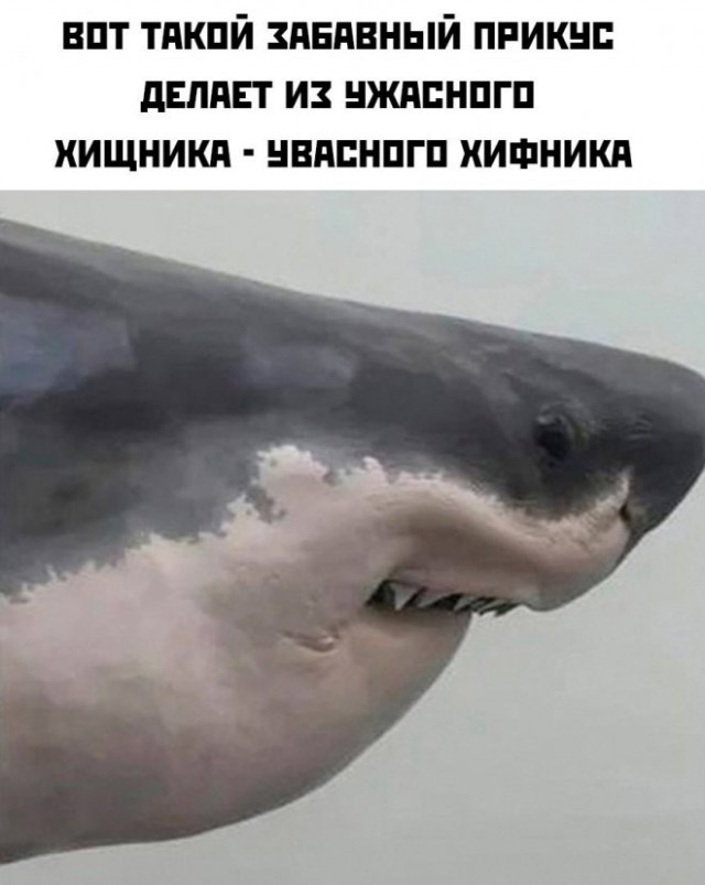 Новые картинки с приколами, смешные до слез