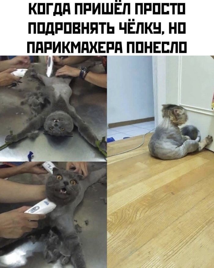 Подборка прикольных фото и смешных мемов
