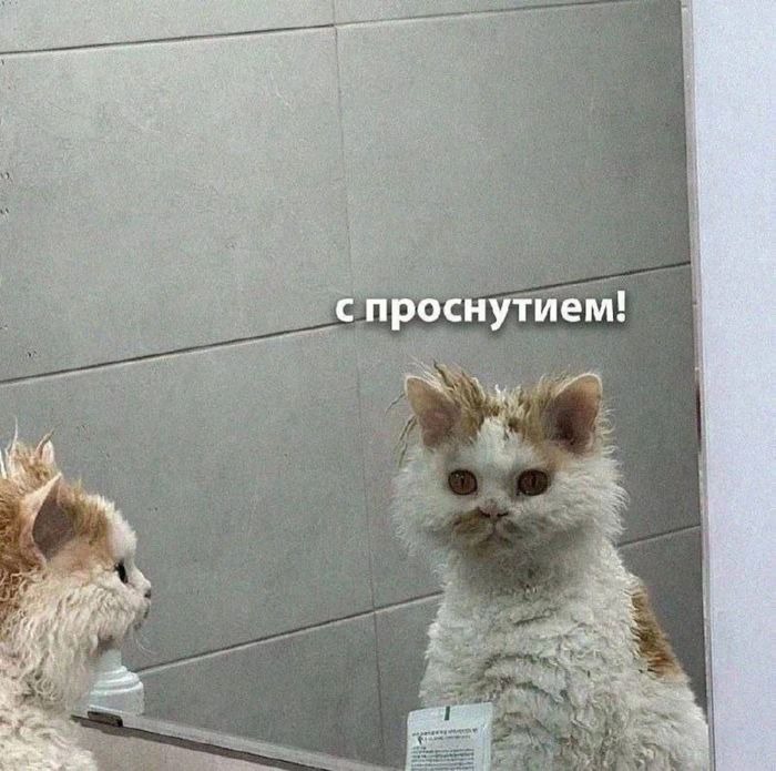 Лучшая подборка интересных и веселых мемов — для настроения