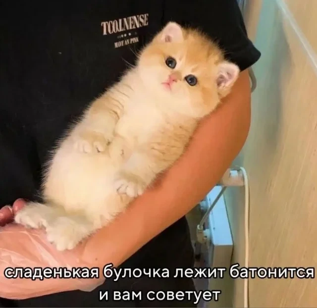 Кото-баяны