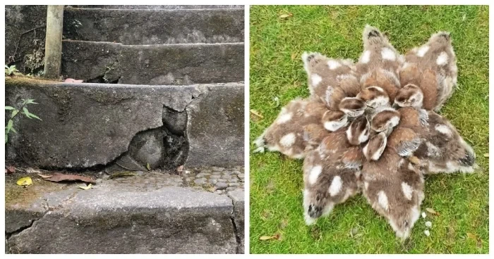 20 фото с обманом перспективы, которые путают мозг